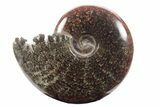 Polished Ammonite (Cleoniceras) Fossil - Madagascar #233485-1